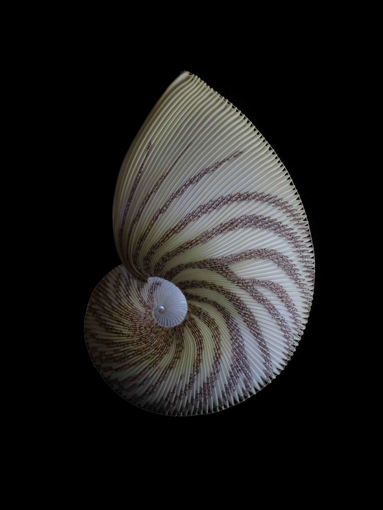 Le nombre d’or, sculpture textile par Mélanie Nitting.